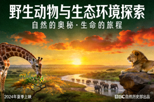 自然纪录片海报 - 野生动物与生态环境探索